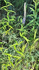 Veronica longifolia