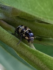 Cryptocephalus irroratus