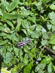 Macrochenus isabellinus