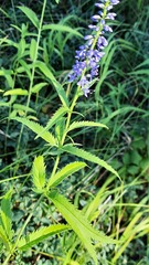 Veronica longifolia