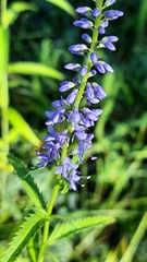 Veronica longifolia