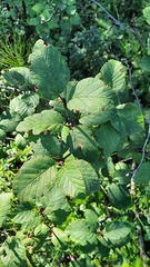 Alnus alnobetula fruticosa