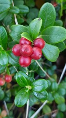Vaccinium vitis-idaea