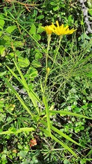 Hieracium umbellatum