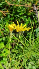 Hieracium umbellatum