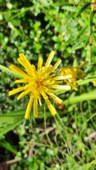 Hieracium umbellatum