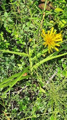 Hieracium umbellatum