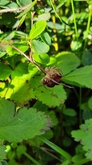 Rubus arcticus