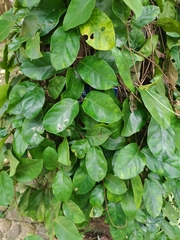 Toxocarpus fuscus