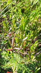 Chamaedaphne calyculata