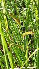 Carex rostrata