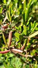 Chamaedaphne calyculata