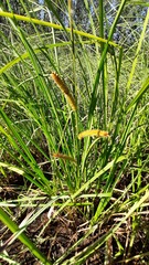 Carex rostrata
