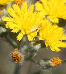 Pilosella cymosa