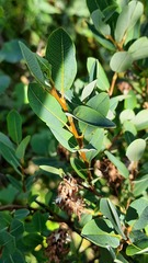 Salix myrtilloides