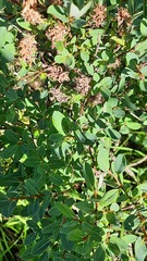 Salix myrtilloides