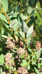 Salix myrtilloides