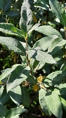 Salix lapponum