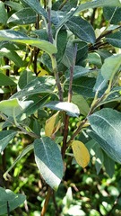 Salix lapponum