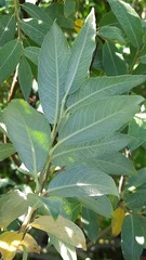 Salix lapponum
