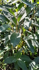 Salix lapponum