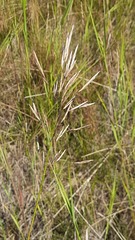 Bromus inermis