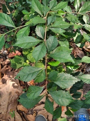 Acalypha siamensis