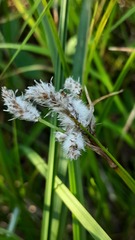 Eriophorum angustifolium