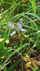 Eriophorum angustifolium