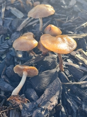 Psilocybe tasmaniana