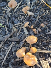 Psilocybe tasmaniana
