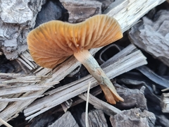 Psilocybe tasmaniana