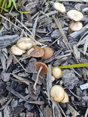 Psilocybe tasmaniana