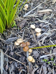 Psilocybe tasmaniana