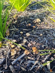 Psilocybe tasmaniana