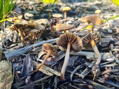 Psilocybe tasmaniana