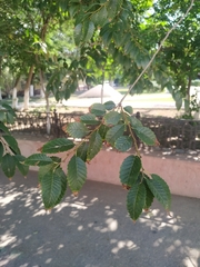 Ulmus pumila