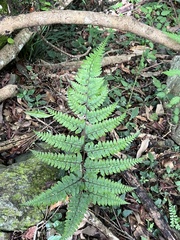 Athyrium clivicola