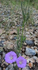 Ipomoea capillacea