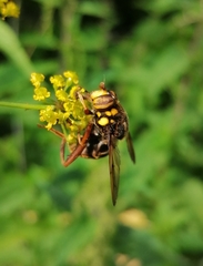 Spilomyia maxima