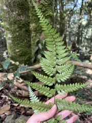 Athyrium clivicola