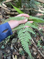 Athyrium clivicola