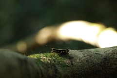 Traulia azureipennis