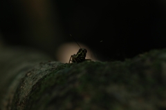 Traulia azureipennis