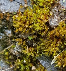Dicranella rufescens