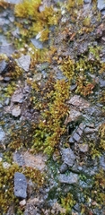 Dicranella rufescens