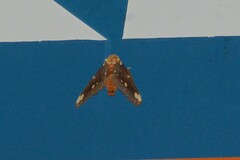 Citheronia beledonon