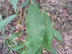 Astrotricha latifolia