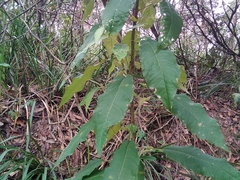 Astrotricha latifolia