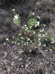 Pimelea stricta